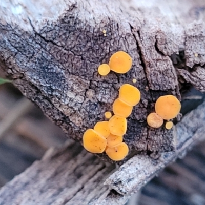 Bisporella citrina (Yellow Fairy Cups or Lemon Discos) at Coree, ACT - 25 Jun 2022 by trevorpreston