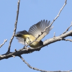 Acanthiza chrysorrhoa (Yellow-rumped Thornbill) at Latham, ACT - 25 Jun 2022 by AlisonMilton