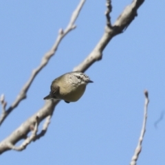 Acanthiza chrysorrhoa at Latham, ACT - 25 Jun 2022