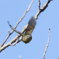 Acanthiza chrysorrhoa at Latham, ACT - 25 Jun 2022