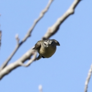 Acanthiza chrysorrhoa at Latham, ACT - 25 Jun 2022