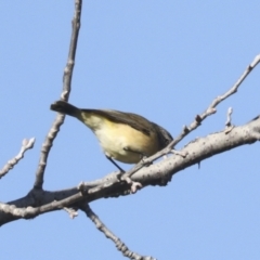 Acanthiza chrysorrhoa at Latham, ACT - 25 Jun 2022