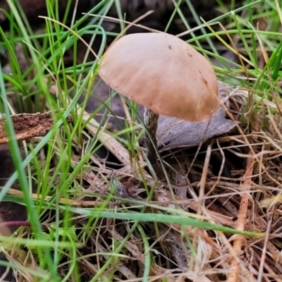 Unidentified Cap on a stem; gills below cap [mushrooms or mushroom-like] at Woodstock Nature Reserve - 25 Jun 2022 by trevorpreston