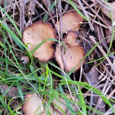 zz agaric (stem; gills not white/cream) at Woodstock Nature Reserve - 25 Jun 2022 by trevorpreston