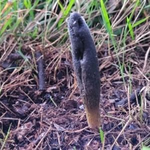 Drechmeria gunnii at Holt, ACT - 25 Jun 2022 04:57 PM