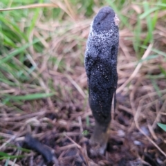 Drechmeria gunnii at Holt, ACT - 25 Jun 2022