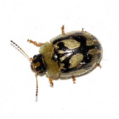 Peltoschema hamadryas (Hamadryas leaf beetle) at Higgins, ACT - 30 May 2022 by AlisonMilton