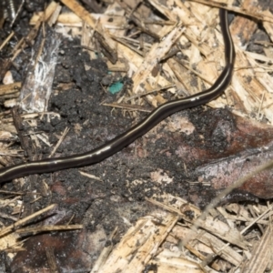 Caenoplana coerulea at Higgins, ACT - 26 Feb 2022 11:33 AM