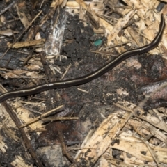 Caenoplana coerulea at Higgins, ACT - 26 Feb 2022 11:33 AM