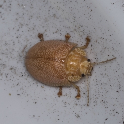 Paropsis atomaria (Eucalyptus leaf beetle) at Higgins, ACT - 5 Feb 2022 by AlisonMilton