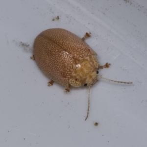 Paropsis atomaria at Higgins, ACT - 5 Feb 2022