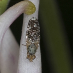 Tephritidae sp. (family) (Unidentified Fruit or Seed fly) at Higgins, ACT - 25 Oct 2021 by AlisonMilton