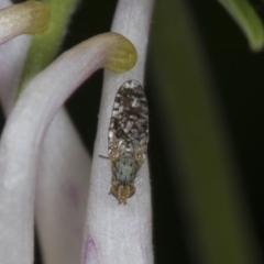 Tephritidae sp. (family) at Higgins, ACT - 26 Oct 2021 06:42 AM