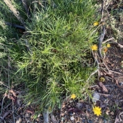 Xerochrysum viscosum (Sticky Everlasting) at Mount Jerrabomberra - 25 Jun 2022 by Steve_Bok