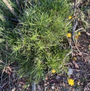 Xerochrysum viscosum at Jerrabomberra, NSW - 25 Jun 2022