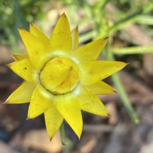 Xerochrysum viscosum at Jerrabomberra, NSW - 25 Jun 2022