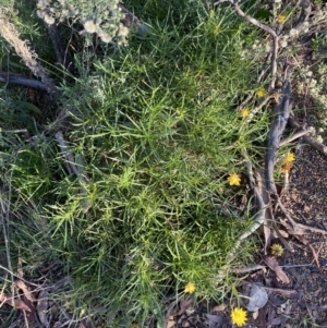 Xerochrysum viscosum at Jerrabomberra, NSW - 25 Jun 2022