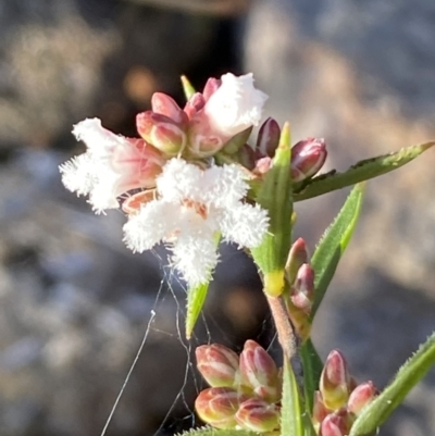 Leucopogon virgatus (Common Beard-heath) at QPRC LGA - 25 Jun 2022 by Steve_Bok