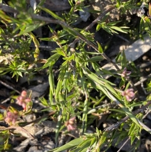 Leucopogon virgatus at Jerrabomberra, NSW - 25 Jun 2022 03:07 PM