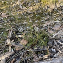 Leucopogon virgatus at Jerrabomberra, NSW - 25 Jun 2022