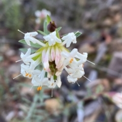 Pimelea linifolia subsp. linifolia (Queen of the Bush, Slender Rice-flower) at Jerrabomberra, NSW - 25 Jun 2022 by SteveBorkowskis