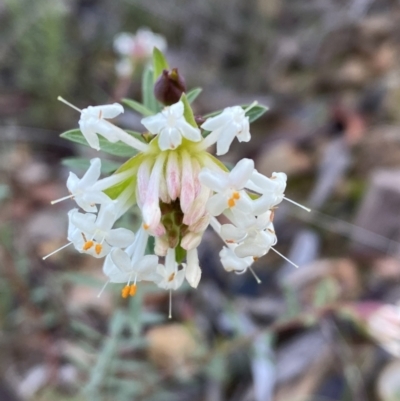 Pimelea linifolia subsp. linifolia (Queen of the Bush, Slender Rice-flower) at QPRC LGA - 25 Jun 2022 by Steve_Bok