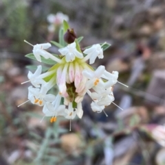 Pimelea linifolia subsp. linifolia (Queen of the Bush, Slender Rice-flower) at Mount Jerrabomberra - 25 Jun 2022 by Steve_Bok
