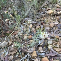 Pimelea linifolia subsp. linifolia at Jerrabomberra, NSW - 25 Jun 2022