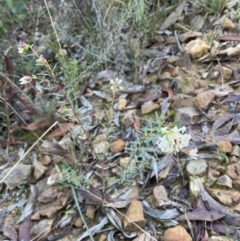 Pimelea linifolia subsp. linifolia at Jerrabomberra, NSW - 25 Jun 2022 02:47 PM