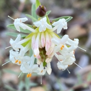 Pimelea linifolia subsp. linifolia at Jerrabomberra, NSW - 25 Jun 2022 02:47 PM