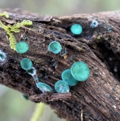 Chlorociboria (An elfcup fungus) at Jerrabomberra, NSW - 25 Jun 2022 by Steve_Bok