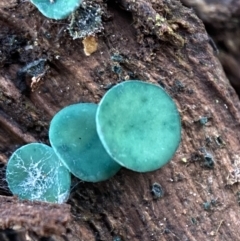 Chlorociboria at Jerrabomberra, NSW - 25 Jun 2022 02:36 PM