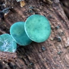 Chlorociboria at Jerrabomberra, NSW - 25 Jun 2022