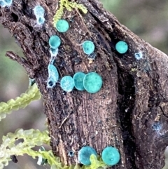 Chlorociboria at Jerrabomberra, NSW - 25 Jun 2022