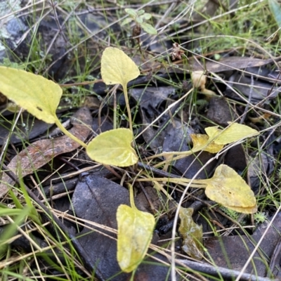 Viola betonicifolia subsp. betonicifolia (Arrow-Leaved Violet) at Jerrabomberra, NSW - 25 Jun 2022 by Steve_Bok