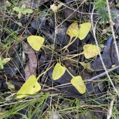 Viola betonicifolia subsp. betonicifolia at Jerrabomberra, NSW - 25 Jun 2022