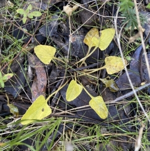 Viola betonicifolia subsp. betonicifolia at Jerrabomberra, NSW - 25 Jun 2022