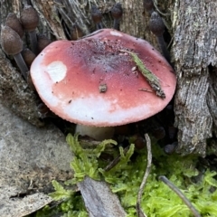 Russula sp. (Russula) at Mount Jerrabomberra - 25 Jun 2022 by Steve_Bok