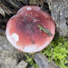 Russula sp. (genus) at Jerrabomberra, NSW - 25 Jun 2022