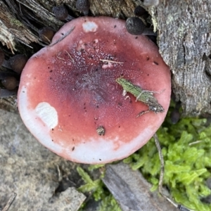 Russula sp. (genus) at Jerrabomberra, NSW - 25 Jun 2022