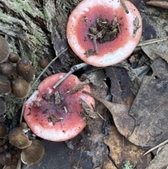 Russula sp. (genus) at Jerrabomberra, NSW - 25 Jun 2022