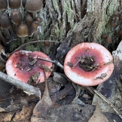 Russula sp. (genus) at Jerrabomberra, NSW - 25 Jun 2022