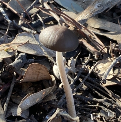 Oudemansiella 'radicata group' (Rooting shank) at Mount Jerrabomberra - 25 Jun 2022 by Steve_Bok