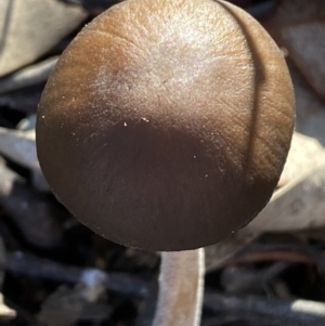 Oudemansiella gigaspora group at Jerrabomberra, NSW - 25 Jun 2022