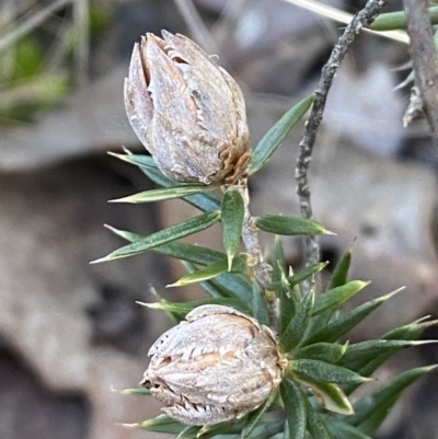 Lissanthe strigosa subsp. subulata (Peach Heath) at Jerrabomberra, NSW - 25 Jun 2022 by SteveBorkowskis