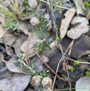 Lissanthe strigosa subsp. subulata at Jerrabomberra, NSW - 25 Jun 2022 01:31 PM