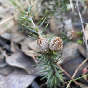 Lissanthe strigosa subsp. subulata at Jerrabomberra, NSW - 25 Jun 2022