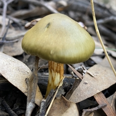 Cortinarius austrovenetus (Green Skinhead) at QPRC LGA - 25 Jun 2022 by Steve_Bok