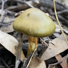 Unidentified Cap on a stem; gills below cap [mushrooms or mushroom-like] (TBC) at Mount Jerrabomberra - 25 Jun 2022 by Steve_Bok