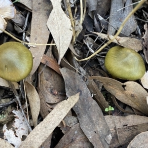 Cortinarius austrovenetus at Jerrabomberra, NSW - 25 Jun 2022